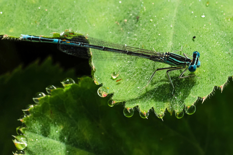 Blauwe breedscheenjuffer