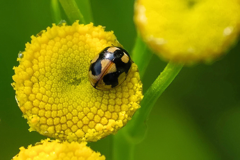 Hieroglyfenlieveheersbeestje - zeldzaam