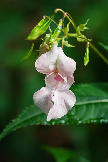 Reuze springbalsmien