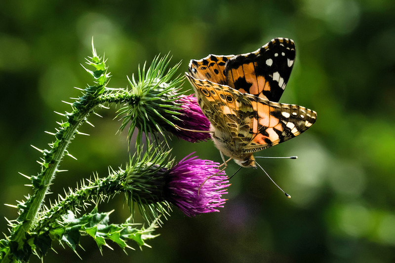 Distelvlinder