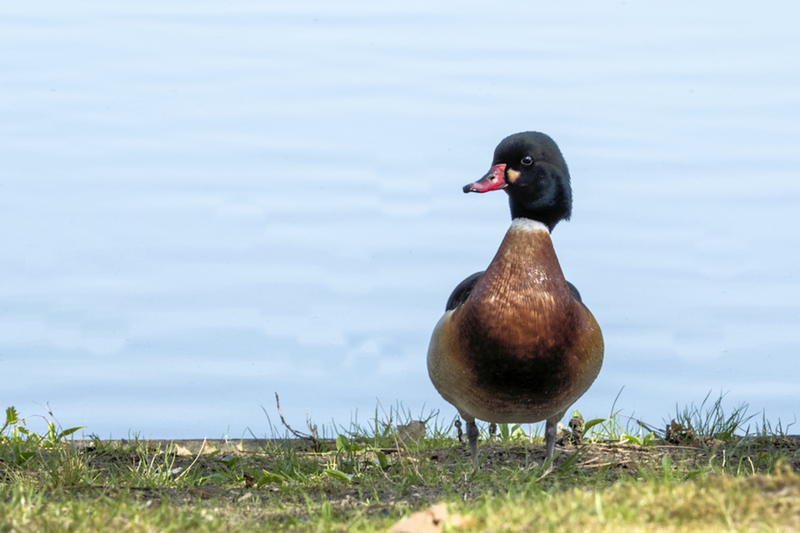 Bergeend x Carolina eend