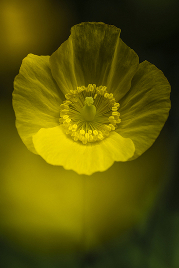 Schijnpapaver (dubbelopname)