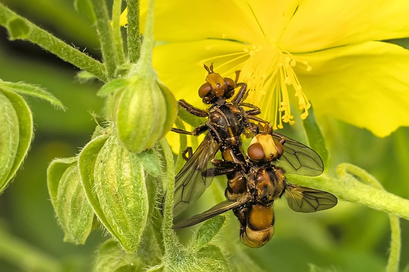 Roestbruine kromlijf - paartje