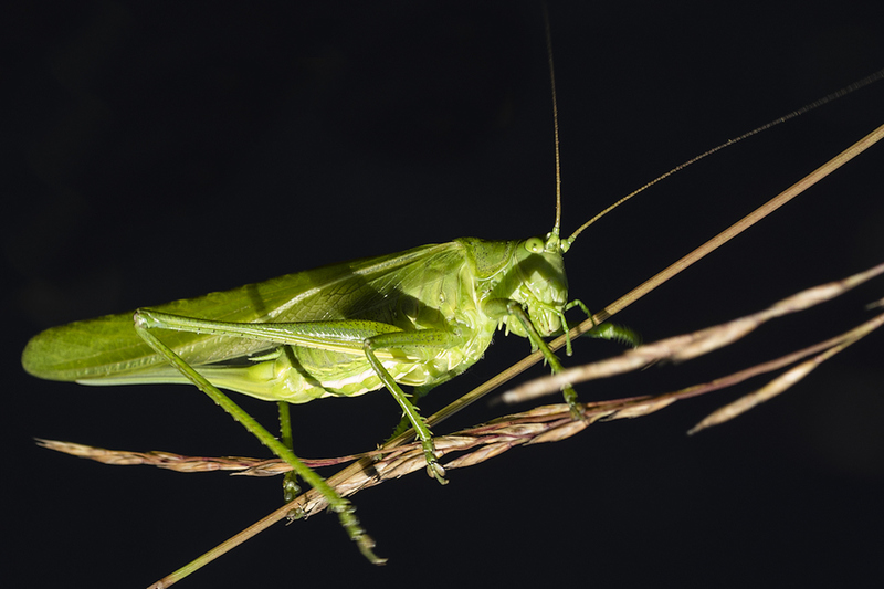 Grote Groene Sabelsprinkhaan vrouw