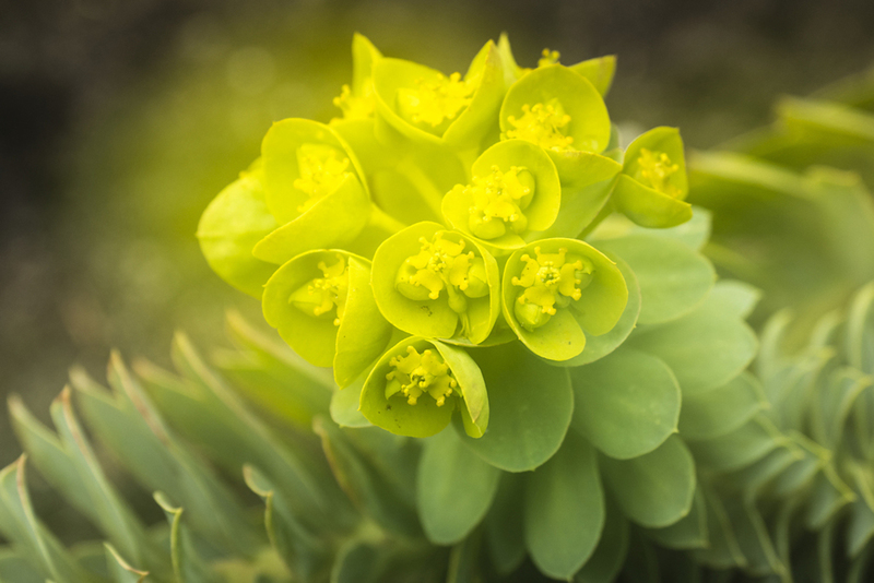 Wolfsmelk - dubbelopname