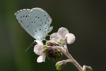 Mijn mooiste foto's van vlinders en rupsen. De ouwetjes missen kwaliteit, maar ik wil ze toch laten zien.