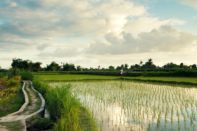 Ricefields | Bali 2016