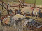 Schapen
