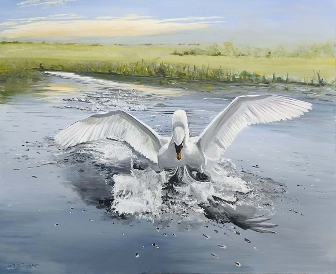 Neerstrijkende zwaan