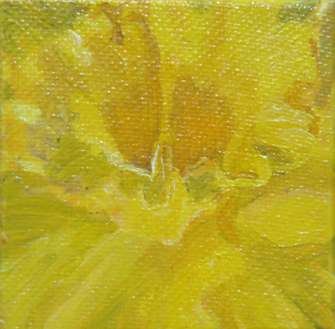 Narcis - mini