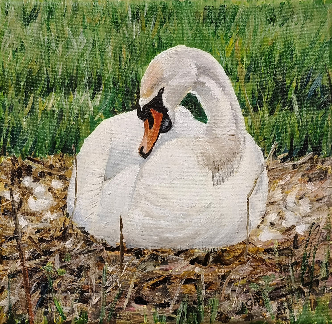 Zwaan op het nest
