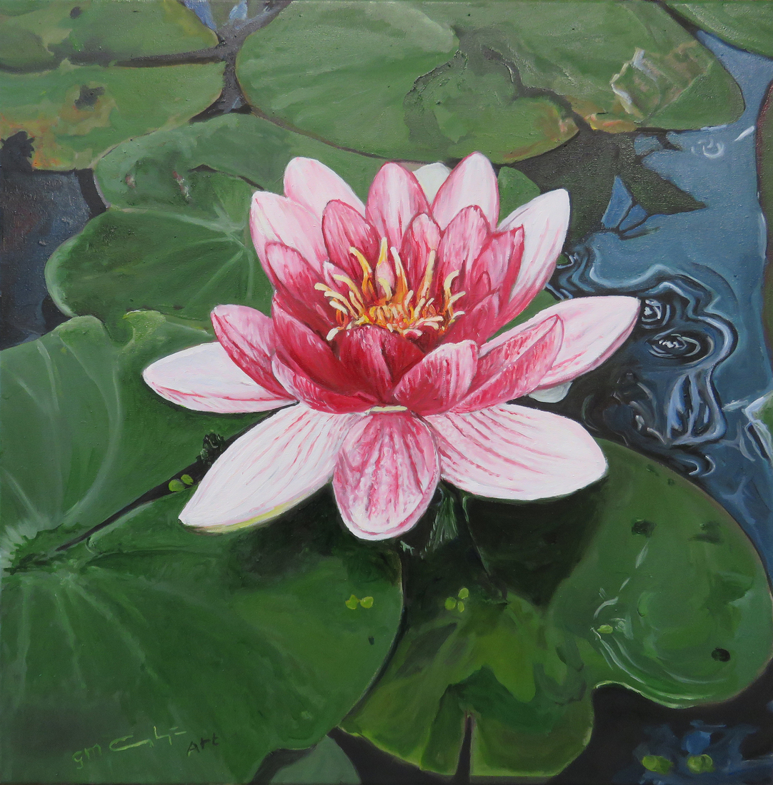 Nymphaea marliacea (Roze waterlelie) 02