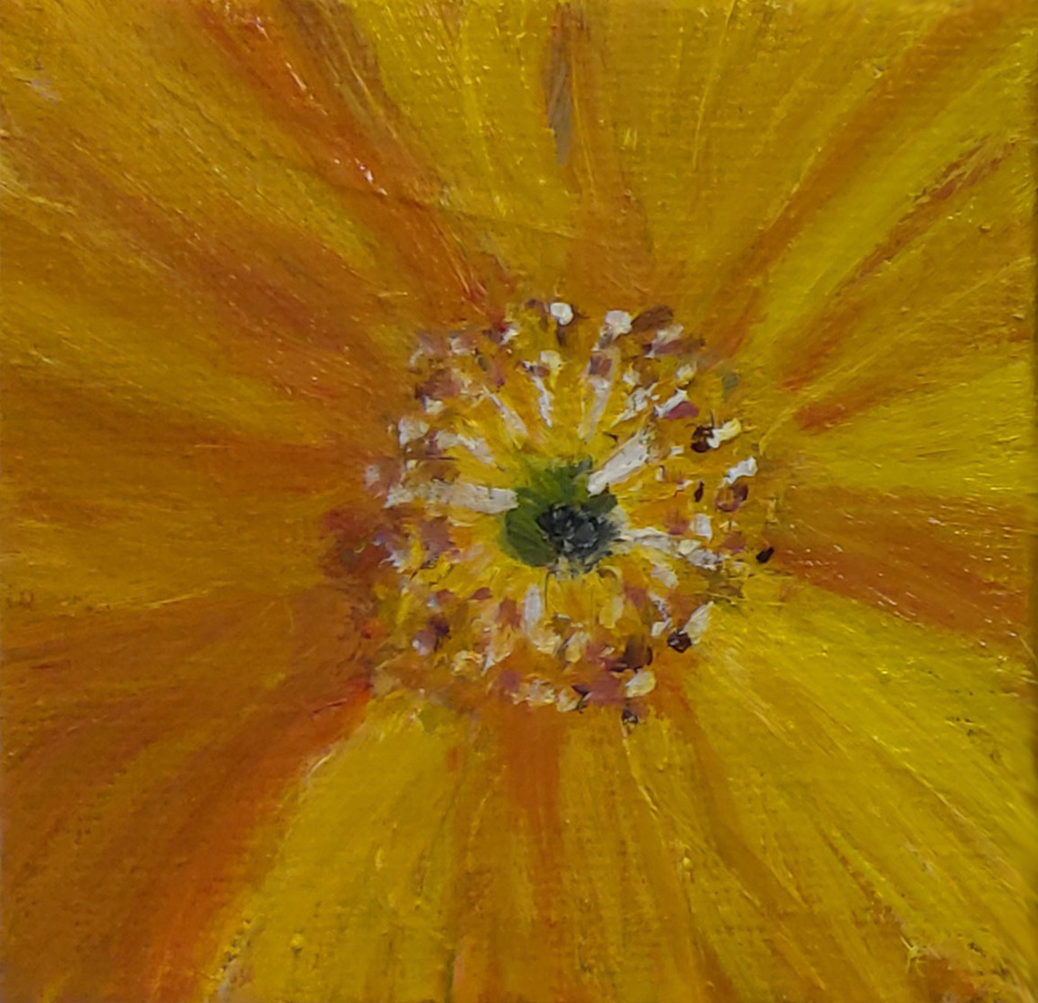 Yellow poppy - mini