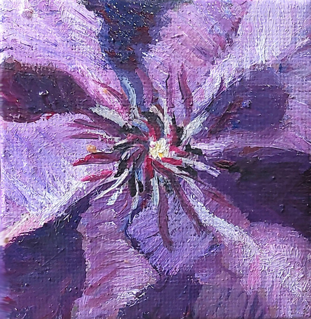 Clematis Paars - mini