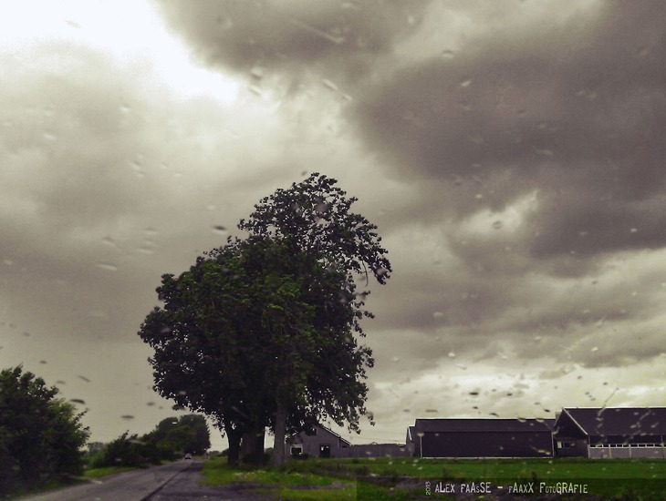 No.1 Bomen in de polder bij Made.
