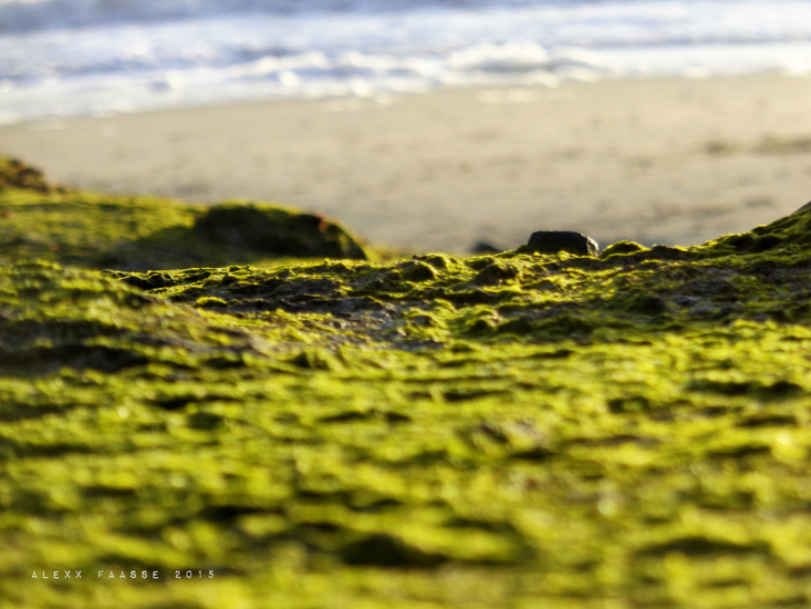 Zeewering Vlissingen