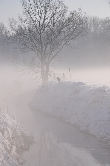 Reiger in de mist
