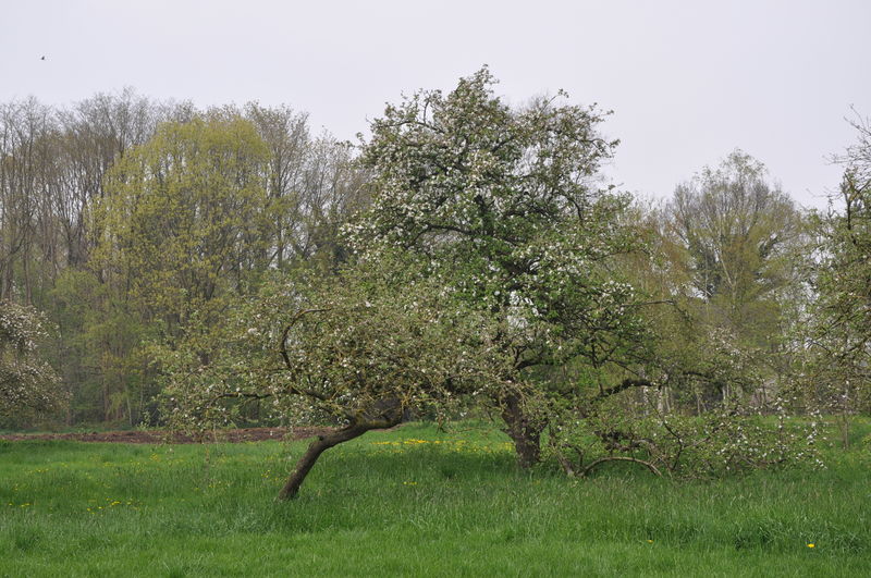 Appelbloesem bij boerderij Oud-Turnhout