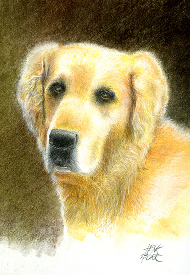 Golden Retreiver 'Junior'