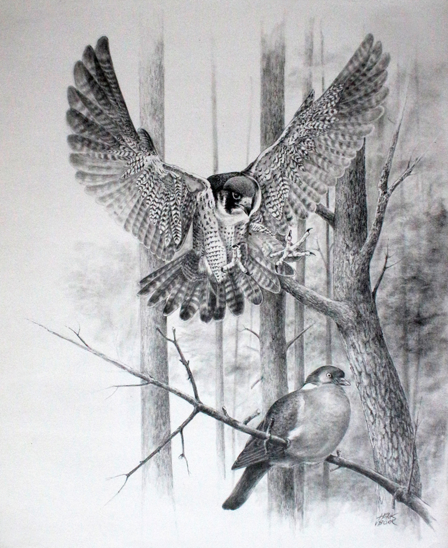 Slechtvalk met prooi Houtduif