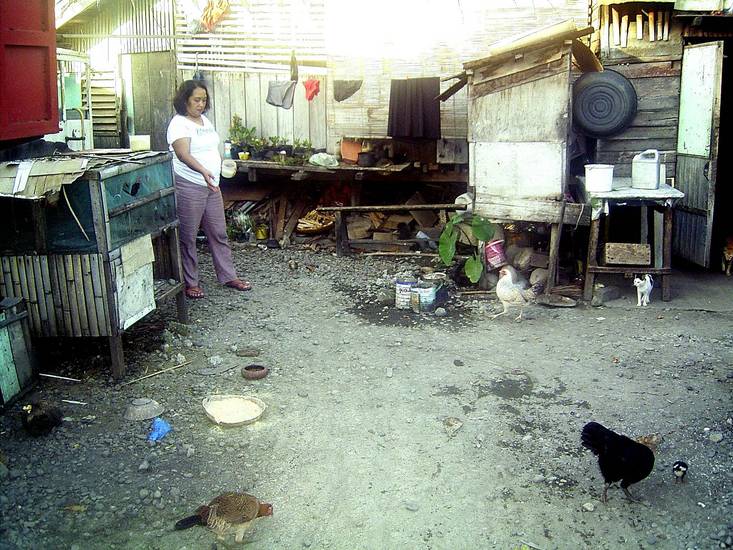 Hannah voert de kippen