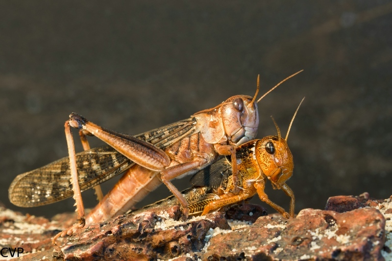 Sprinkhanen 8