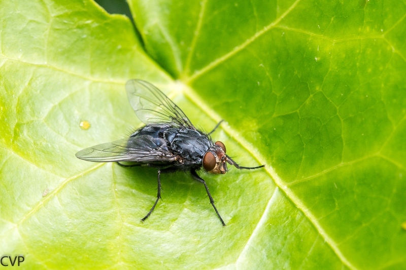 Vlieg 1