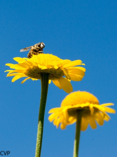 On top of the flower
