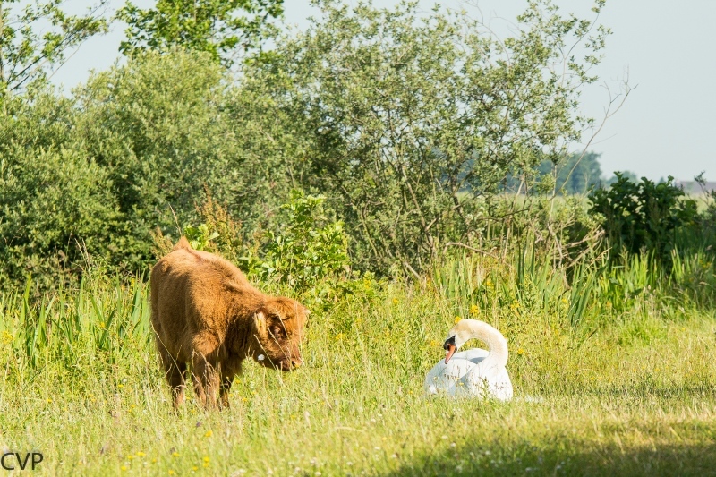 Hooglander en Zwaan aan het spelen 1