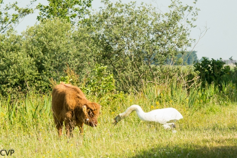 Hooglander en Zwaan aan het spelen 2