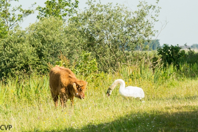 Hooglander en Zwaan aan het spelen 3