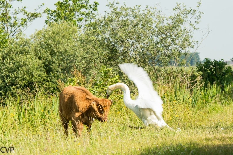 Hooglander en Zwaan aan het spelen 4