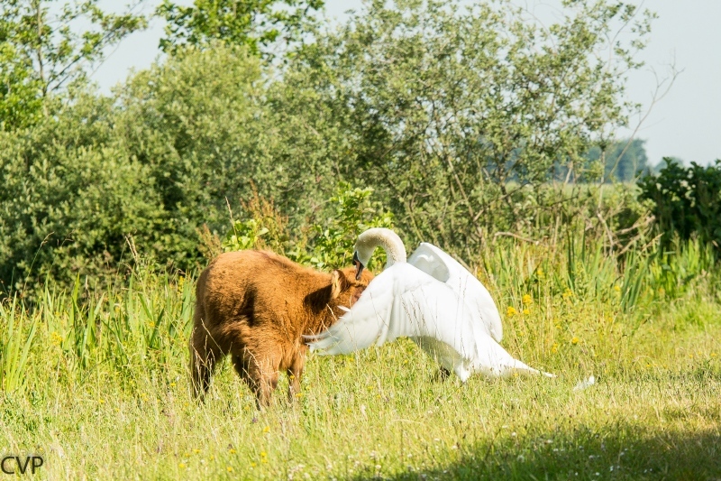 Hooglander en Zwaan aan het spelen 5