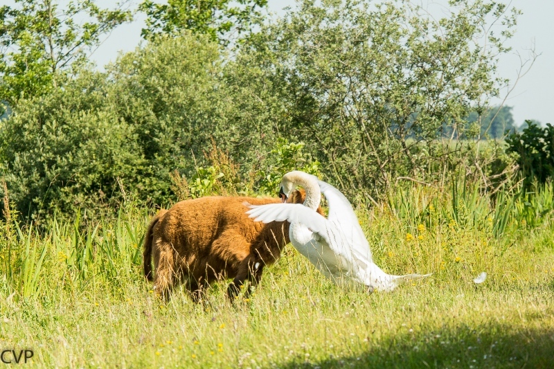 Hooglander en Zwaan aan het spelen 6