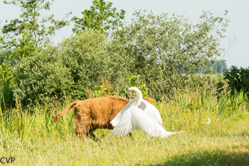 Hooglander en Zwaan aan het spelen 7