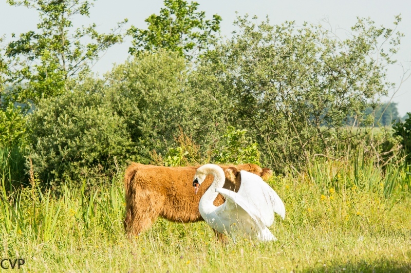 Hooglander en Zwaan aan het spelen 8