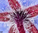 Macro foto's, toch wel een van mijn favoriete soorten van fotografie