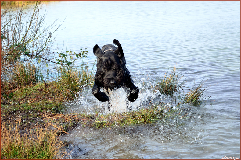 Riesenschnauzer reu Nelson