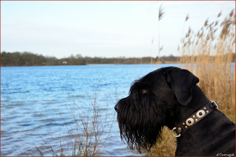 Riesenschnauzer reu Nelson