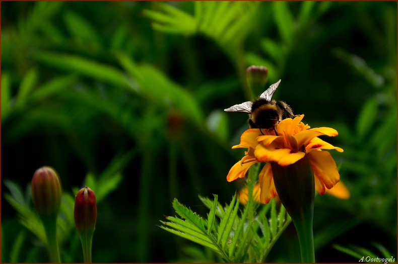 Afrikaantjes met hommel