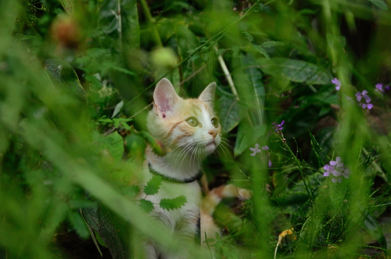 Een huiskat in een tuinbos