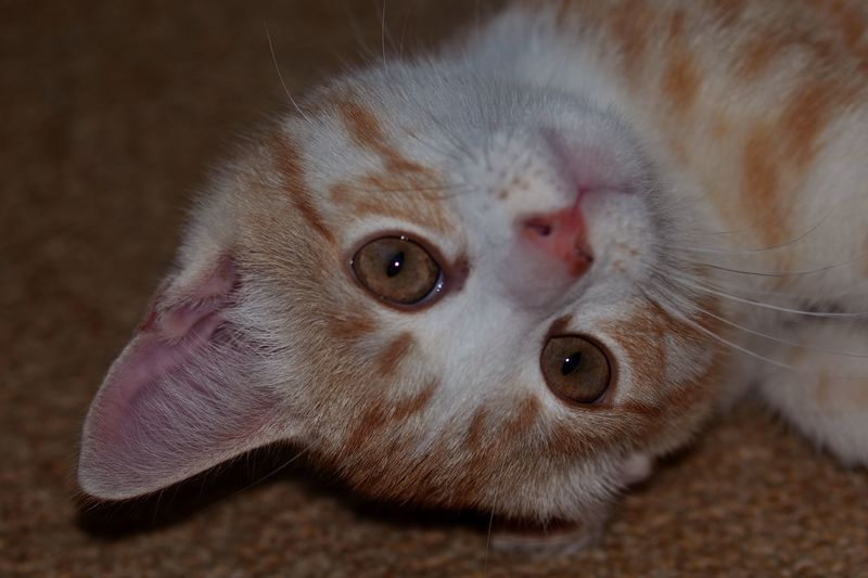 Helemaal ondersteboven