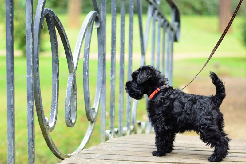 Schnauzerpup op de uitkijk