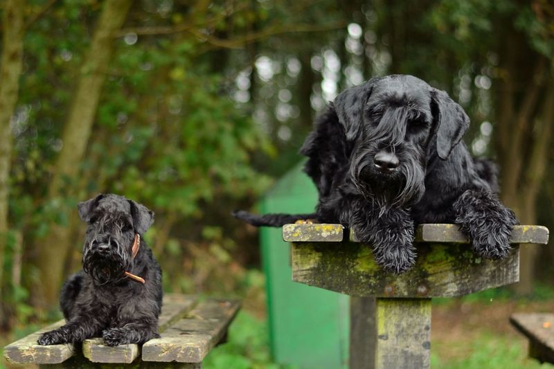 Mini en Maxi Schnauzer