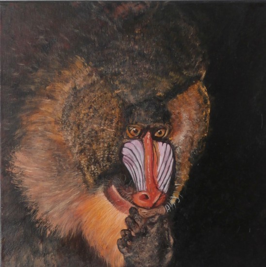 Mandrill eating peanut