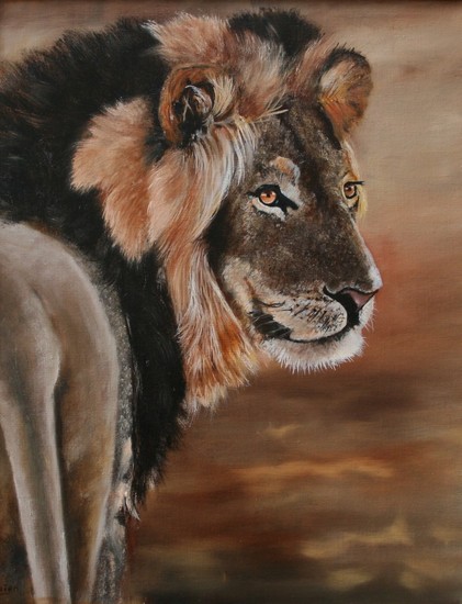 African Lion