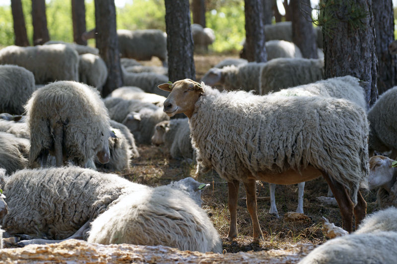 Marijke's schapen #4