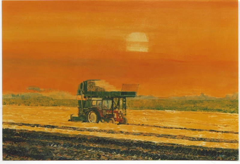 aardappelrooien