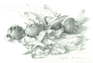 Reisschetsen, studies van planten, bloemen, schetsboeken, figuurstudies