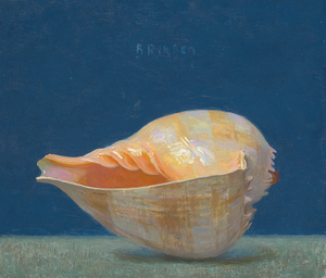 Exotische schelpen, grote en kleine